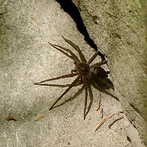 Beschreibung des Bildes Dolomedes vittatus.jpg.