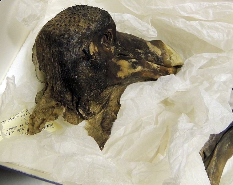 File:Dried Dodo Head Half from Oxford University Museum of Natural History.jpg