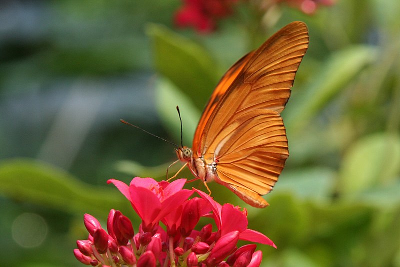 File:Dryas julia-02 (xndr).jpg