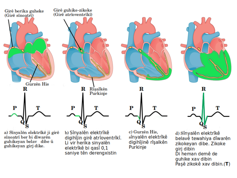 File:EKG-Herika sînyalên elektrîkê.png