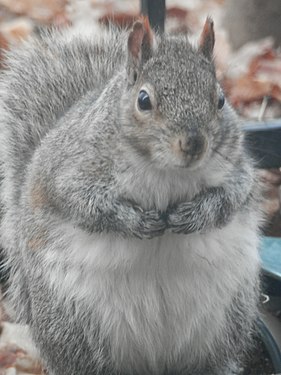 Eastern Grey Squirrel (Sciurus carolinensis)