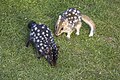 * Nomination Eastern quoll (Dasyurus viverrinus) black and fawn morphs --Charlesjsharp 12:32, 4 January 2024 (UTC) * Promotion Good quality.  Support --Cayambe 10:15, 5 January 2024 (UTC)