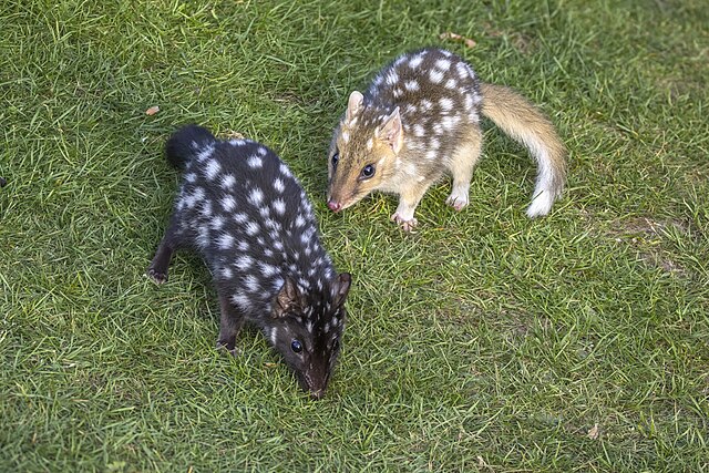 Eastern quolls