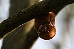 Thumbnail for File:Eastern red bat magee marsh 5.13.22 DSC 3837.jpg