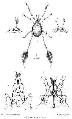 Erythraeidae