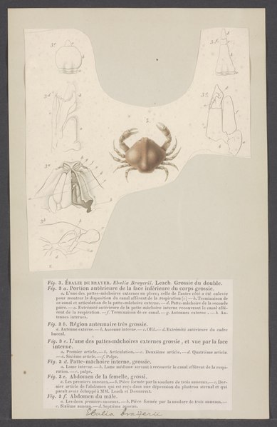 File:Ebalia brayerii - - Print - Iconographia Zoologica - Special Collections University of Amsterdam - UBAINV0274 006 01 0090.tif