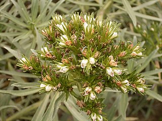 <i>Echium brevirame</i> Species of flowering plant