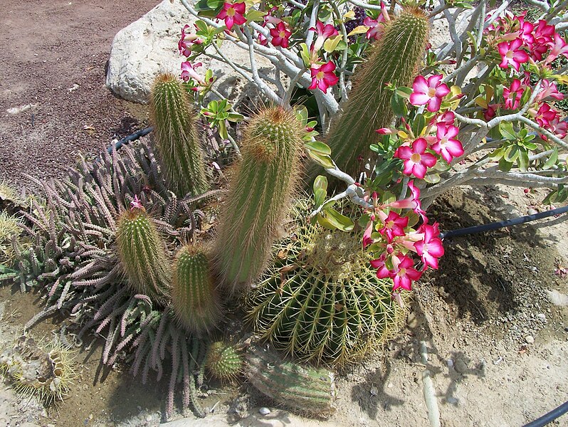 File:Ein Gedi Botanical Gardens005.jpg