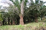 Oljne palme v Kamerunu