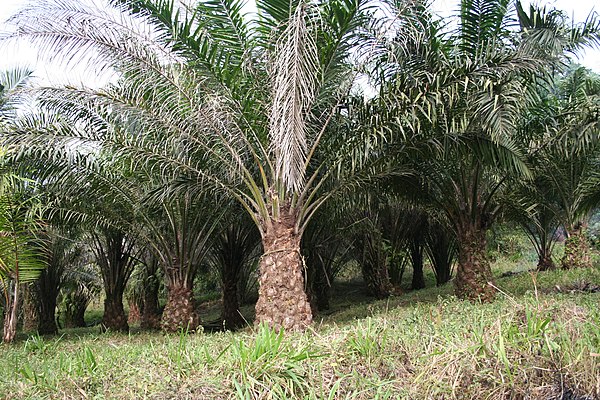 Oil palms (Elaeis guineensis)