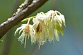 Elaeocarpus joga flowers.jpg