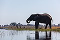 * Nomination African bush elephant (Loxodonta africana), Okavango Delta, Botswana --Poco a poco 19:33, 22 January 2019 (UTC) * Promotion  Support Good quality. --Tournasol7 00:17, 23 January 2019 (UTC)