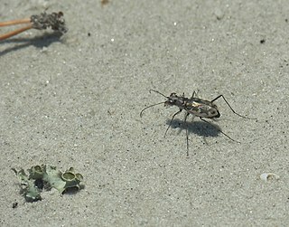 <i>Ellipsoptera marginata</i> Species of beetle