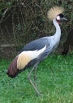 Bildeto por Vogelpark Avifauna