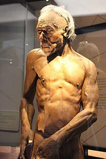 Reconstruction of a modern man from southwestern Europe c. 30 000 years BP, London Natural History Museum. Em - Homo sapiens man model - 3.jpg