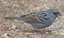 Emberiza variabilis (0s5).JPG