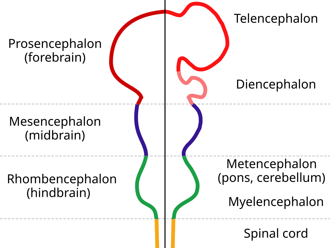 Forebrain