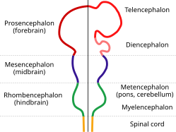 Figure 1: Early embryonic neural tube, depicting the separation of two sides EmbryonicBrain.svg