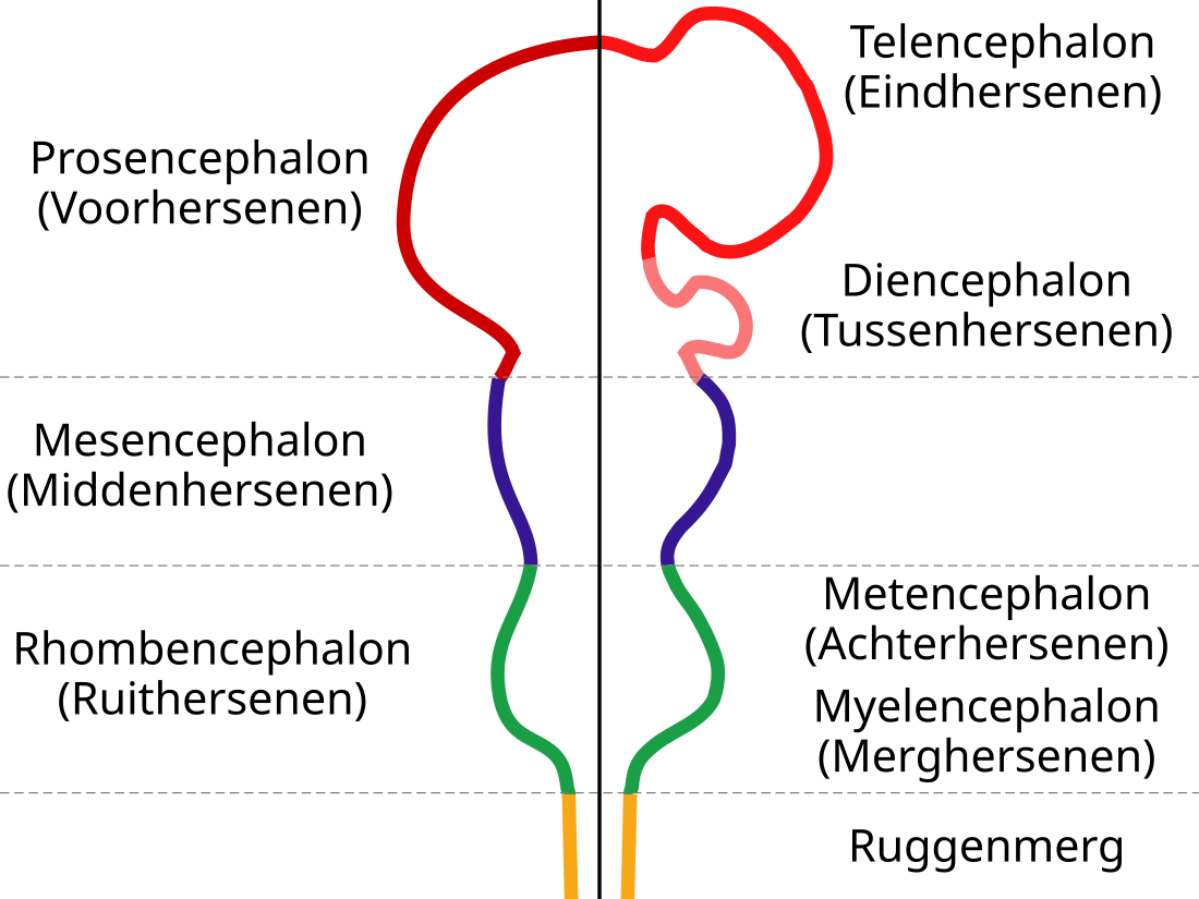 Prosencephalon