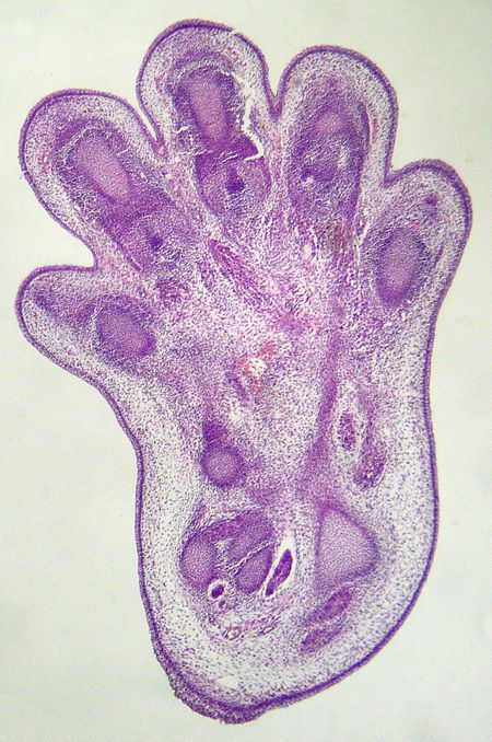 Tập tin:Embryonic foot of mouse.jpg