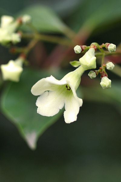 File:Emmenopterys henryi - flower.jpg