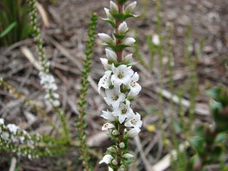 <i>Epacris gunnii</i> species of plant