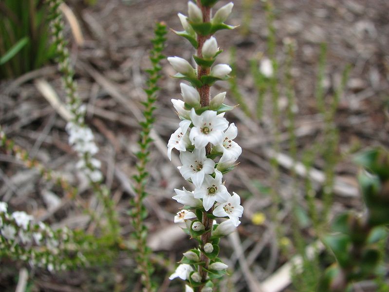 File:Epacris gunnii.jpg