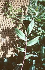 Thumbnail for Epidendrum unguiculatum