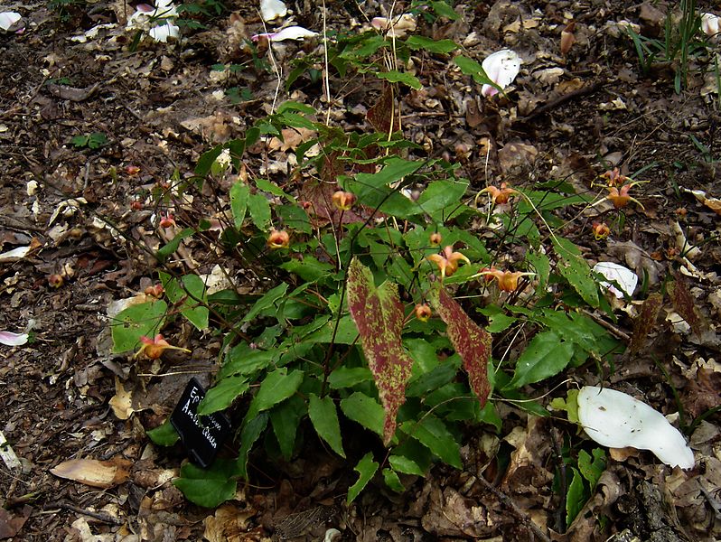 File:Epimedium Amber Queen - Flickr - peganum (1).jpg