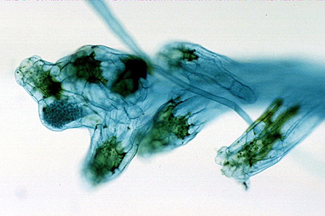 Gametangium