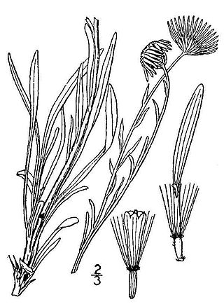 <i>Erigeron canus</i> Species of flowering plant