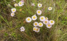 Эригерон decumbens decumbens.jpg