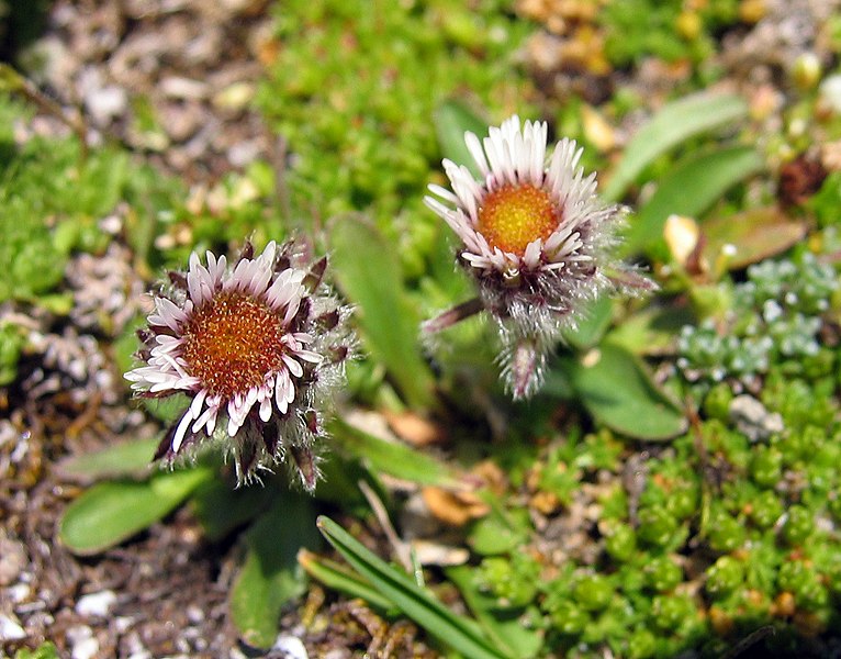 File:Erigeron uniflorus.jpg