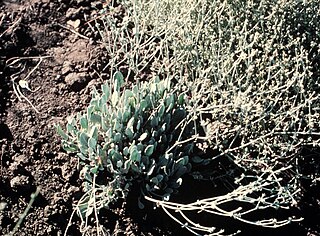 <i>Eriogonum niveum</i> Species of wild buckwheat