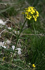 <center>Erysimum carniolicum</center>