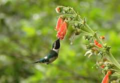 ♀ Chaetocercus berlepschi