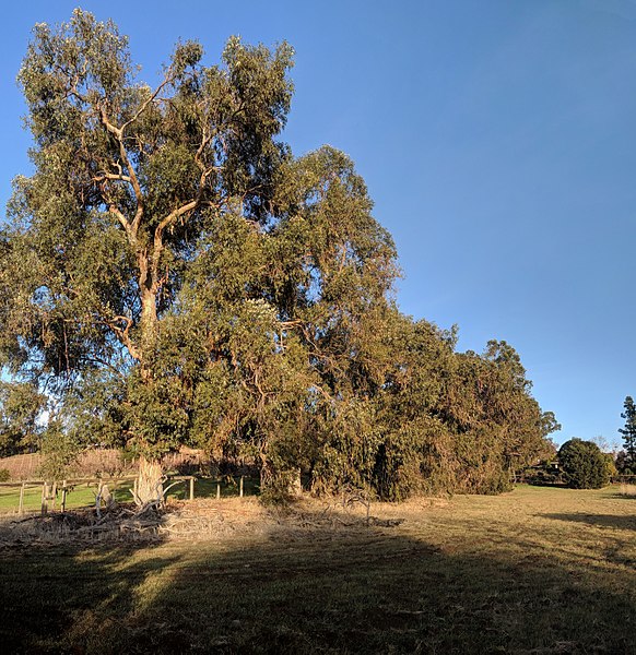 Eucalyptus trees at Esther Clark Park, which is partly in Los Altos Hills and partly in Palo Alto
