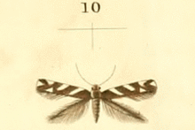 Eteobalea albiapicella.gif