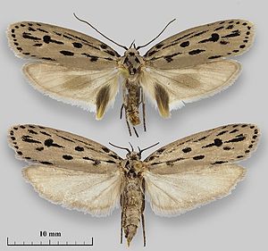 Ethmia cribravia.jpg