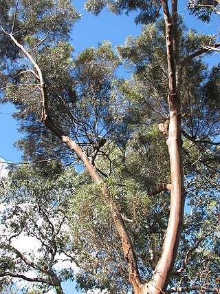 <i>Eucalyptus spathulata</i> Species of eucalyptus