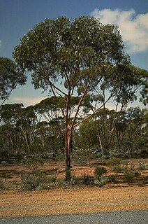 <i>Eucalyptus stricklandii</i> Species of eucalyptus