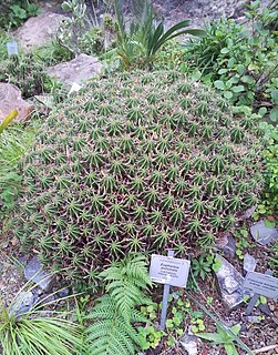 <i>Euphorbia pulvinata</i> Species of succulent plant found in southern Africa