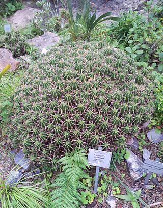<i>Euphorbia pulvinata</i> Species of succulent plant found in southern Africa
