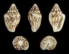 Euplica scripta (Dotted Dove Snail), Shell