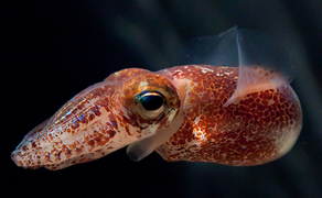 April 5: The squid Euprymna scolopes.