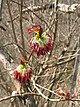 Euptelea polyandra