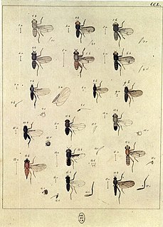 <i>Thereva fulva</i> Species of fly