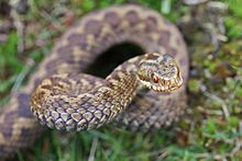 Ядовитая змея, обычная для Западной Европы, боровик коричневого цвета с темным зигзагообразным узором на спине.