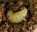Eurytoma gigantea, larva