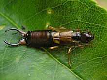 Photographie en couleurs d'un insecte allongé dont l'abdomen se termine par deux pinces formant chacune un demi-cercle tourné vers l'intérieur.